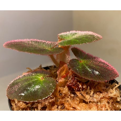 Begonia sp. from Manaus