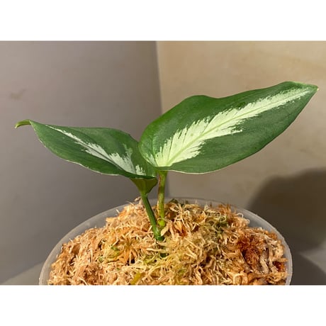 Aglaonema pictum GW1507 "メサイア" from Padang sidempuan [TB]