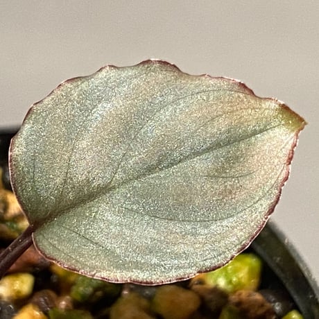 Homalomena 'Rec1-29' K0718-f1 [KZT]