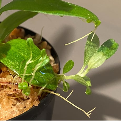 Schismatoglottis sp. "初霜錦" from Murung raya [LA0515-05]