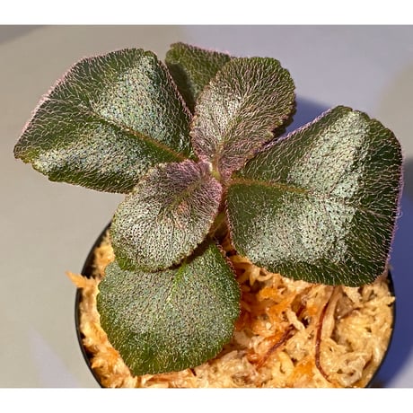 Unknown from Iquitos Peru [tanakay]