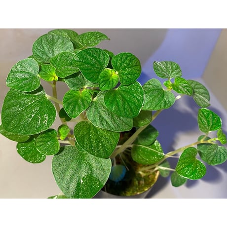Peperomia sp. from Iquitos Peru [tanakay]