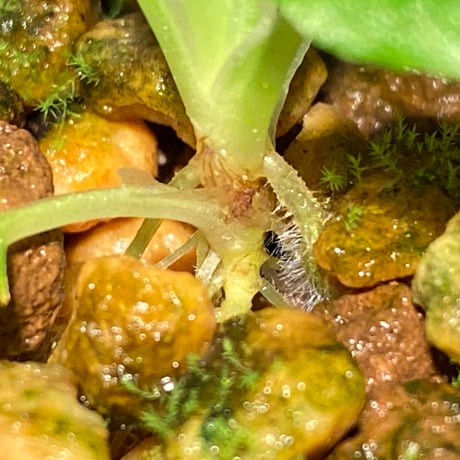 Schismatoglottis sp. from Bau Sarawak