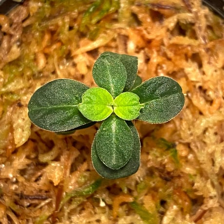 Argostemma sp. from West Kalimantan