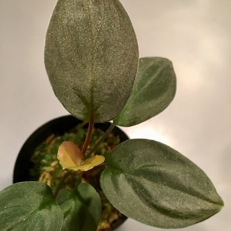 Homalomena sp. from KepulaunRiau[KN]