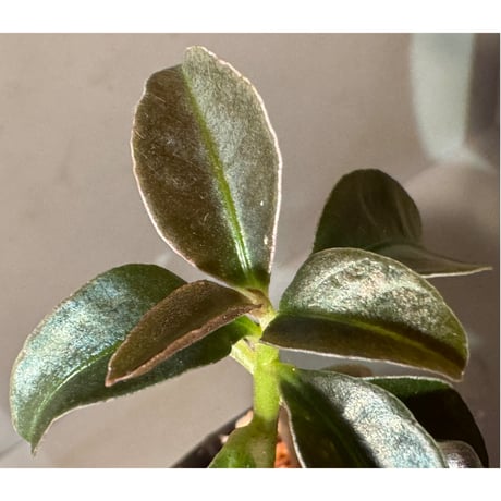 Labisia sp. from Landak West Kalimantan