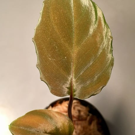 Homalomena sp. from Mt.besar