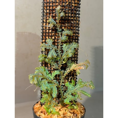 Selaginella willdenowii