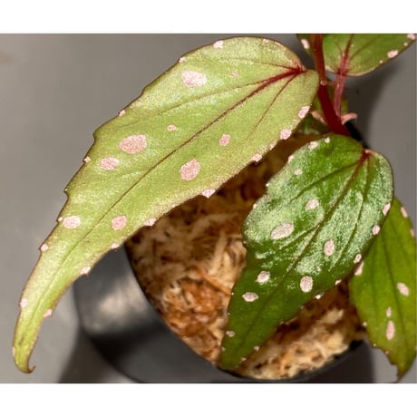 Begonia sp. "Nanga pinoh" Kab. Melawi [TB]