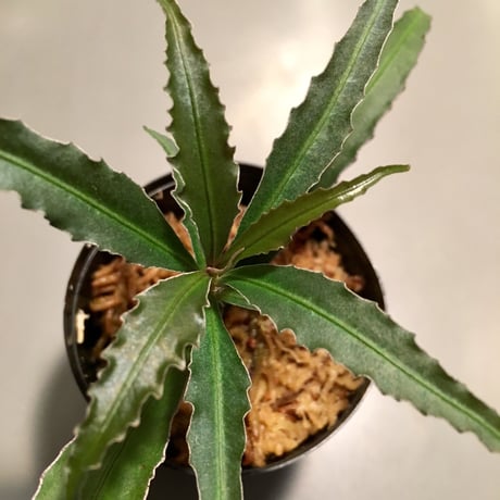 Ardisia sp. from Ulu kapuas Kalimantan