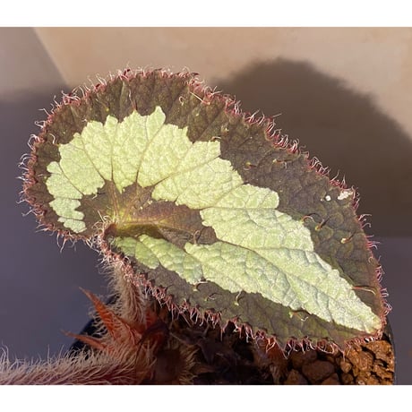 (大株) Begonia rex from India ①