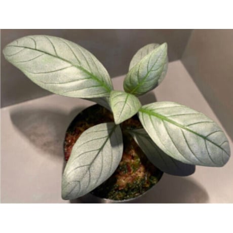 Acanthaceae gen. from Laos [LA]