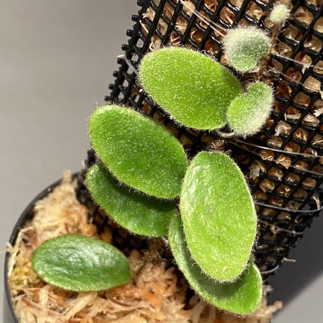 Pyrrosia nummularifolia from Santa Fe Luzon Philippines [KSB]