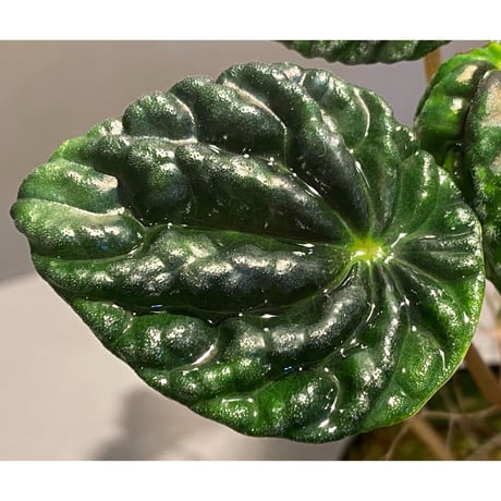 Peperomia meridiana from Ecuador [tanakay]