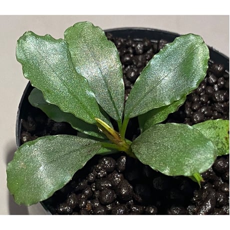 Bucephalandra sp. "Kayulapis3" Kalimantan barat [TB]