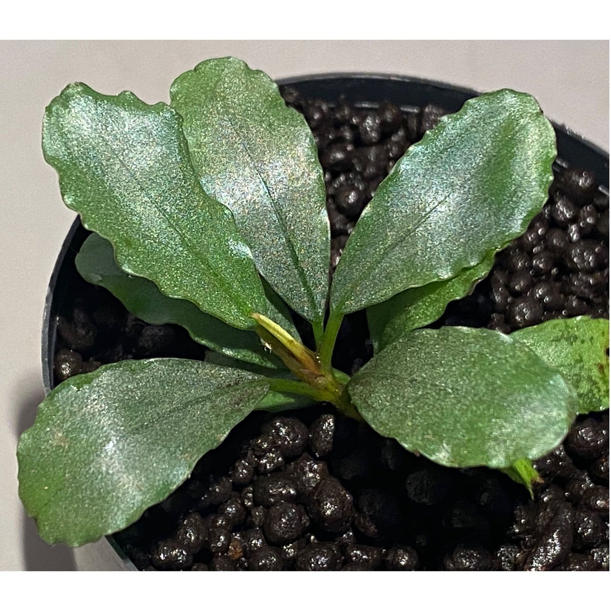 Bucephalandra sp TB便 Bucephalandra sp. ”Sekadau1” TB便 水上葉 その2