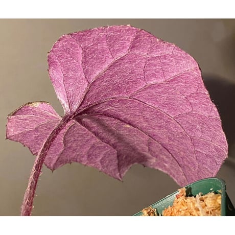 不明種 from Cao Bang VIETNAM [R1217-02]