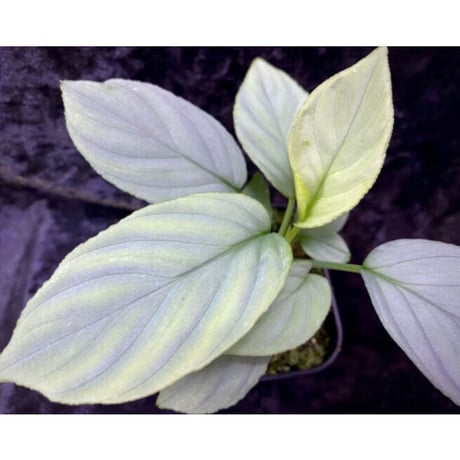 Homalomena cf. humilis from Sumatera Barat [LA0719-02]