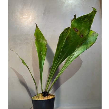 Antrophyum sp. from Aceh sumatera