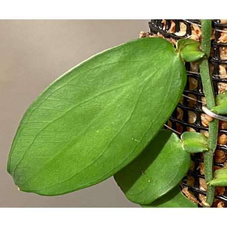 Epipremnum sp. from Chaiyaphum Thailand