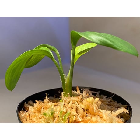 Homalomena sp. Aceh Silver from Aceh sumatera [LA0613-00]