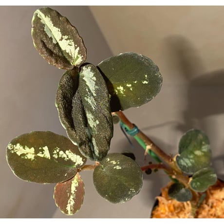 Pellionia sp. from Binh Dinh Vietnam