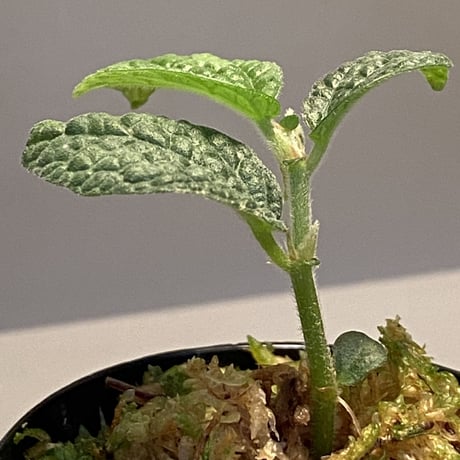 Elatostema sp. (Sri Lanka) ?