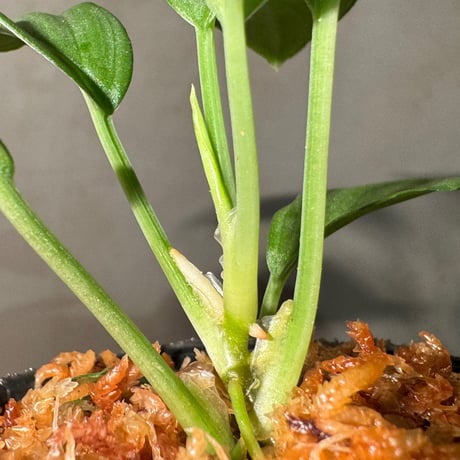 Homalomena sp. "Silver Emerald" from Riau [KN]