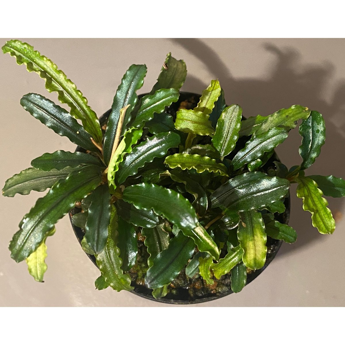 Bucephalandra sp. Bucephalandra sp.