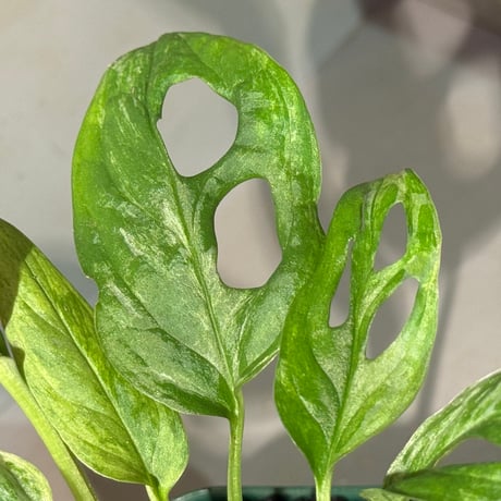 Monstera adansonii 'variegata'