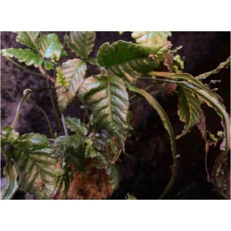 Bolbitis sp. from Siberut [LA]