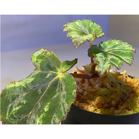 Begonia sp. from North Toraja [S0919-06] STRINGE PLANTS