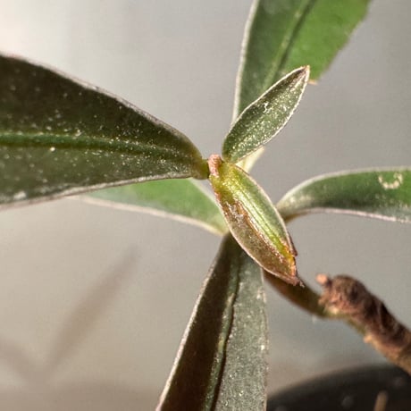 Labisia sp. from Kapuas hulu West Kalimantan