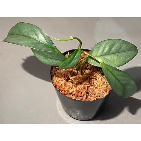 Rhaphidophora sp. "Silver" from Pulau Singkep