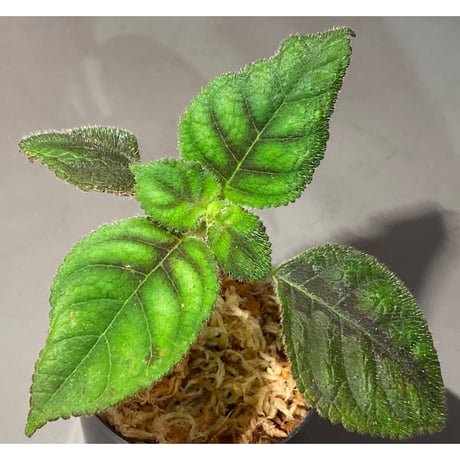 Kohleria inaequalis from Ecuador