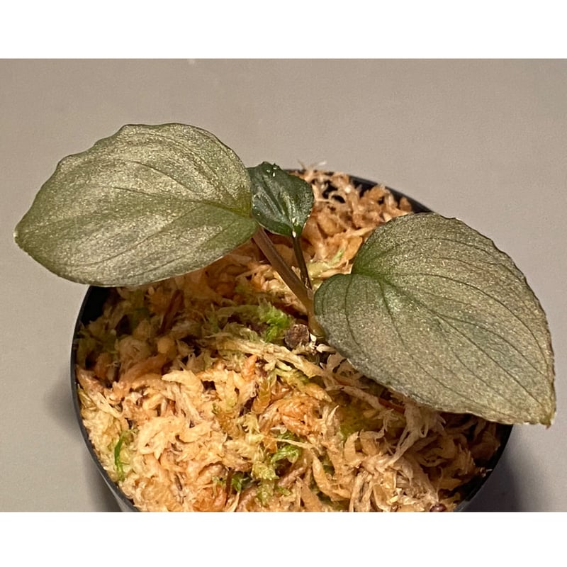 HW本タグ付き) Homalomena sp. 