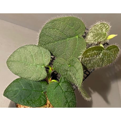 Ficus sp. from Selangor