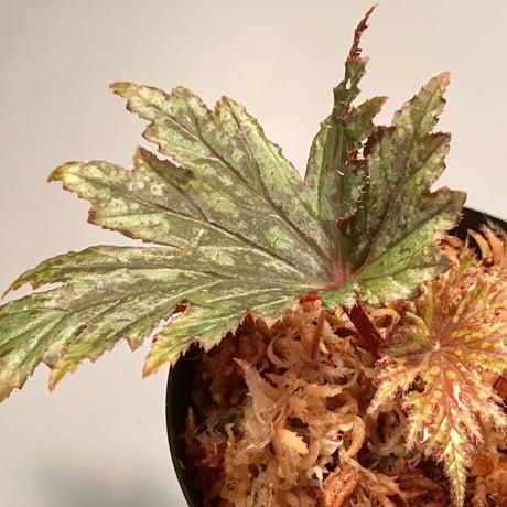 Begonia cv. Jaggy [LA0314-00-f1]