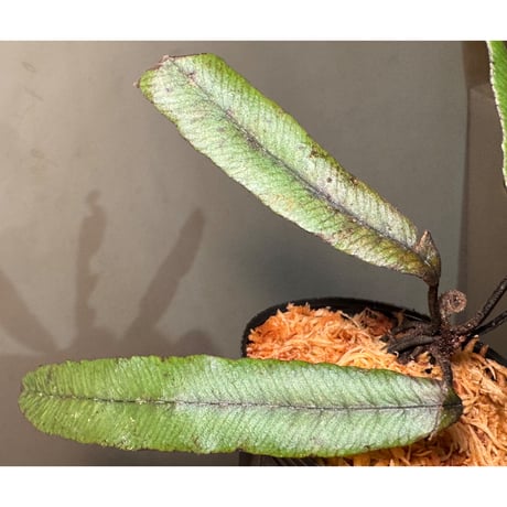 Asplenium sp.(?) from Sulawesi