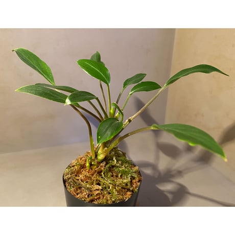 Homalomena sp. from Sekadau Selatan