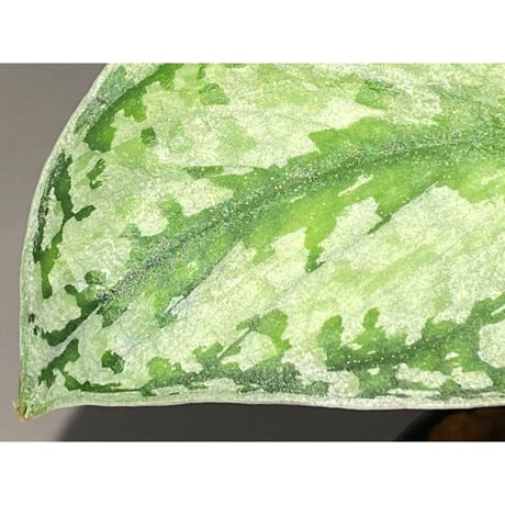 Scindapsus pictus "Tricolor" from West Borneo