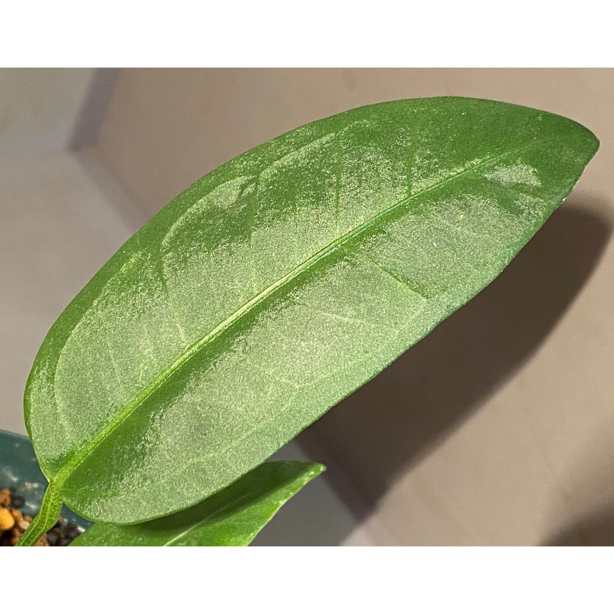 アンスリウム モロナ Anthurium sp. morona 🌱 Anthurium sp. morona🌱 この成株の葉のテクスチャはたまらない