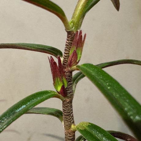 Colmnea linearis 伊藤蟻植物農園