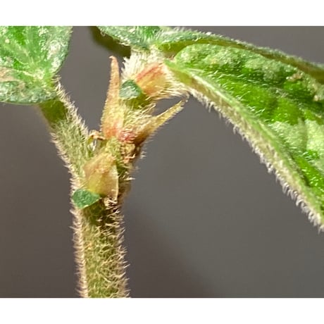 Elatostema sp. (Sri Lanka?)