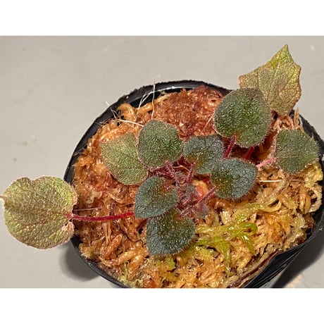 Sonerila dongnathamensis [LA]
