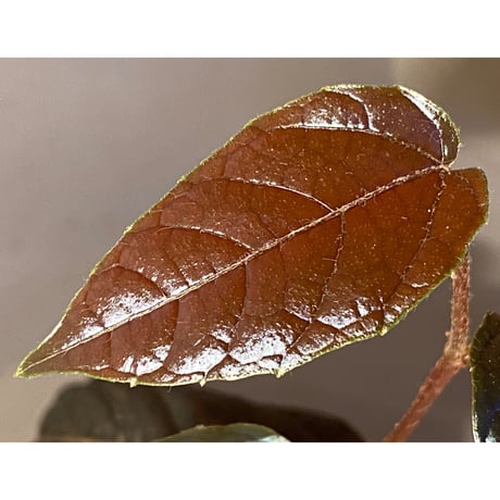 Pterisanthes sp. from Sidikalang [R0817-01c]