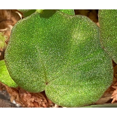Begonia lichenora (sp.Mini) from Kalimantan Sarawak border [LA]