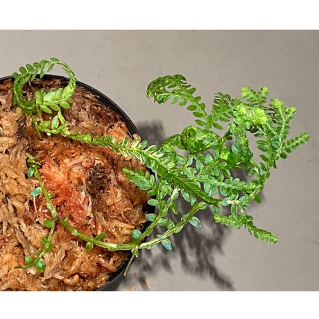 Selaginella willdenowii "variegata" 伊藤蟻植物農園