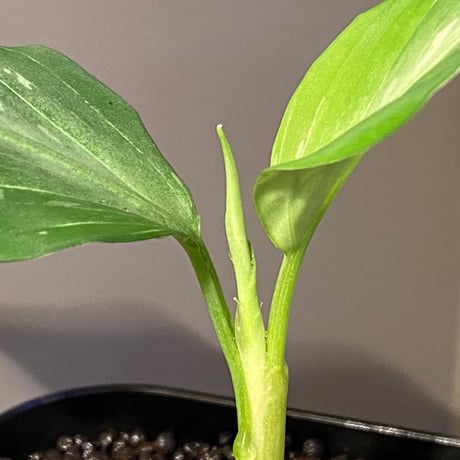 Aglaonema pictum A from Aceh sumatera [LA1115-03 i]