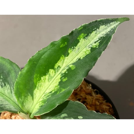 Aglaonema pictum GW1908 プレリュード"Padang sidempuan" [TB]